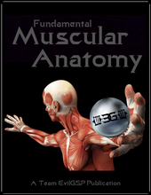 Fundamental Muscular Anatomy