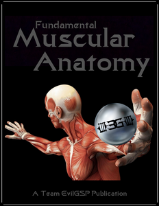 Fundamental Muscular Anatomy