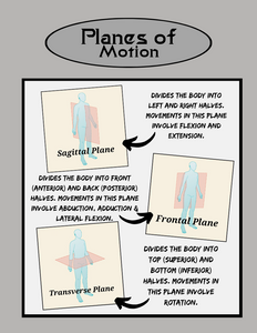 Fundamental Muscular Anatomy