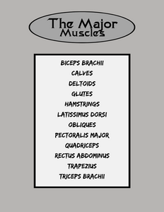 Fundamental Muscular Anatomy